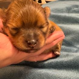 Tango - Cream sable male Pomeranian puppy in North Port, Florida from POMRITA POM’S