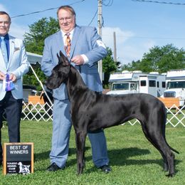 Great Danes from River Rock Danes