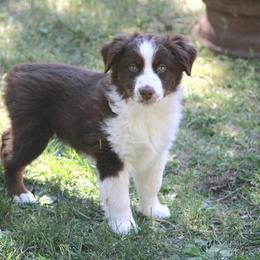Rusty - Red tri-color male Miniature American Shepherd puppy in Elgin, Oregon from LongMile Aussies