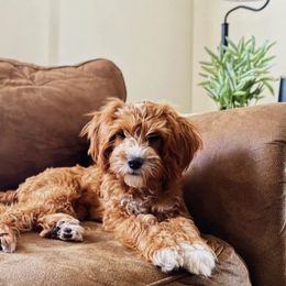 Brinley - Cavapoo