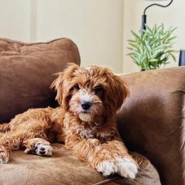 Brinley - Cavapoo