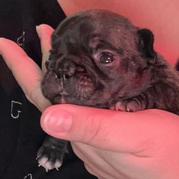 French Bulldog Puppies from Pawcific Coast Bullies