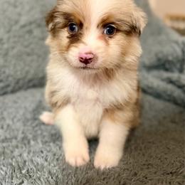 Atlas - Red merle male Australian Shepherd puppy in Athens, Texas from Ricochet Corgis