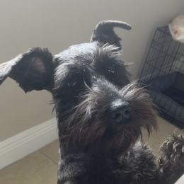 Wade - Miniature Schnauzer