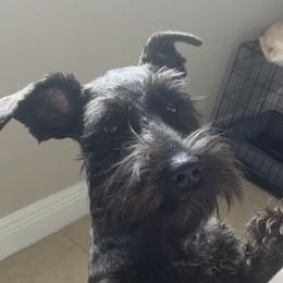 Wade - Miniature Schnauzer