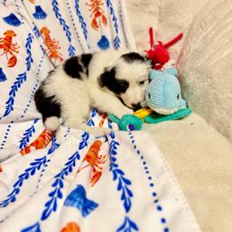 Charger - Black and white male Border Collie puppy in Owenton, Kentucky from Three16 Ranch