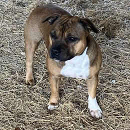 June - Staffordshire Bull Terrier