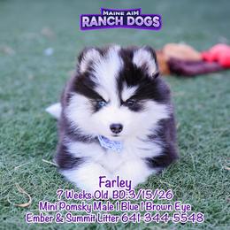 Farley - Black and white male Pomsky puppy in Humeston, Iowa from M.A.R. Dogs
