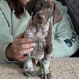 Green Boy - Liver roan male German Shorthaired Pointer puppy in Dearborn, Missouri from Hardwood Kennels