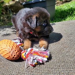 German Shepherd Puppies from Dacherri Dogs