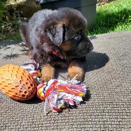German Shepherd Puppies from Dacherri Dogs