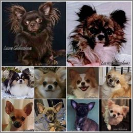 Chihuahuas from Lucas Chihuahuas