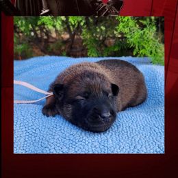 Storm - Red sable female Belgian Malinois puppy in Chino, California from BlueStone K9