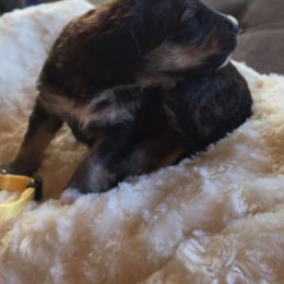 Bernedoodle Puppies from Cry Woof LLC