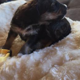 Bernedoodle Puppies from Cry Woof LLC