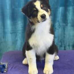 Australian Shepherd Puppies from Shawnkara Australian Shepherds & Miniature American Shepherds