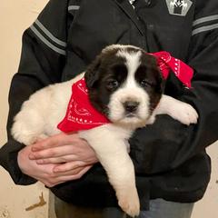 Black and white male - White and black Karakachan puppy in Pikeville, Tennessee from Rock Solid Ranch