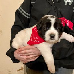 Black and white male - White and black Karakachan puppy in Pikeville, Tennessee from Rock Solid Ranch