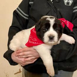 Black and white male - White and black Karakachan puppy in Pikeville, Tennessee from Rock Solid Ranch
