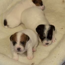 Jack Russell Terrier Puppies from Celtic River