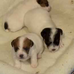 Jack Russell Terrier Puppies from Celtic River