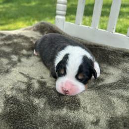 Boy 4 - Black tri-color male Australian Shepherd puppy in Washington, Oklahoma from Top Draft Genetics