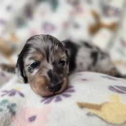 Jinx - Dapple male Dachshund puppy in Eldon, Missouri from Pure Joy Dachshunds
