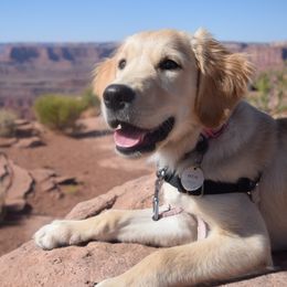 Golden Retrievers from Hambrick Golden Retrievers