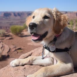 Golden Retrievers from Hambrick Golden Retrievers