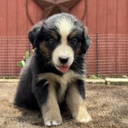 Petunia - Black tri female Miniature Australian Shepherd puppy in Williamson County, Texas from Raising Star Ranch Toy and Mini Aussies