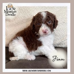 Jinu - Chocolate male Double Doodle puppy in Eagle Mountain, Utah from Lake Mountain Doodle