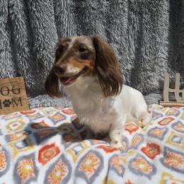 Piper - Dachshund
