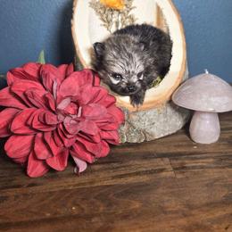 Mr. Dinkles - Cream sable male Pomeranian puppy in Statesboro, Georgia from Briar Creek Kennels