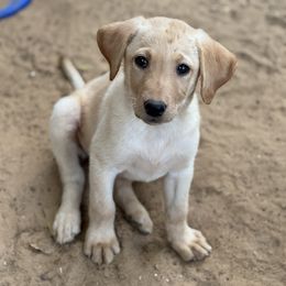 Purdy - Yellow female Labrador Retriever puppy in Houston, Texas from CMJ Kennels