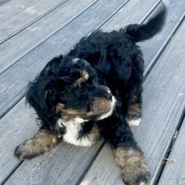 Lilly - Tri-color female Bernedoodle puppy in Mount Pleasant, Texas from Hilary’s Doodle Ranch