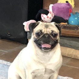 Bella - Pug