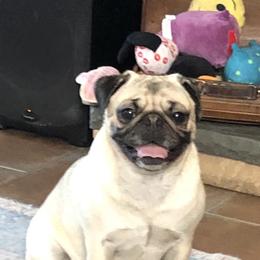 Bella - Pug