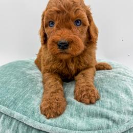 Monsoon - Apricot female Goldendoodle puppy in Sunman, Indiana from Brunsman Country Doodles LLC