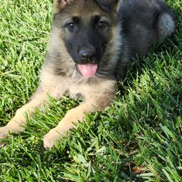 Xena - Sable female German Shepherd puppy in Whitewater, California from Vom Haus Metzler Shepherds