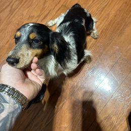 Scout - Dachshund