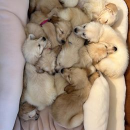 Golden Retriever Puppies from Goldens of Hope