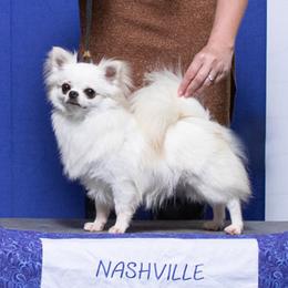 Benny - Chihuahua