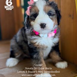 Jovial - Blue merle female Bernedoodle puppy in Orange, Texas from Walk with Me Doodles