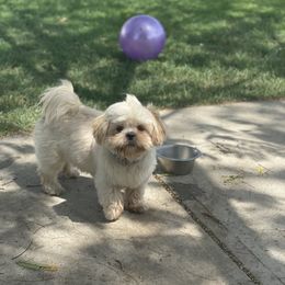Chum Lee - Shihpoo