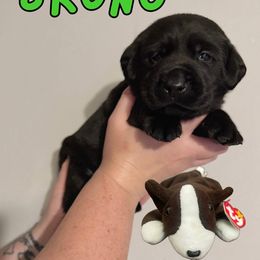 Bruno - Black male Labrador Retriever puppy in Water Valley, Mississippi from Three Lakes Labs & WHDs