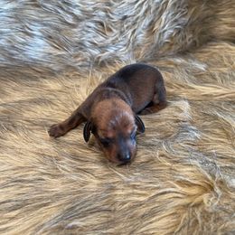 Milo - Red male Dachshund puppy in Purdy, Missouri from Shotgun Pups