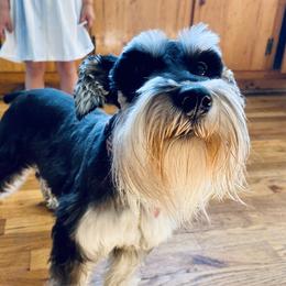 Roxy - Miniature Schnauzer