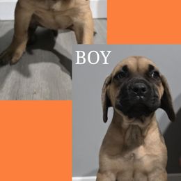 Cane Corso Puppies from Angel Ballard