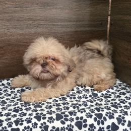 Male 2 - Liver male Shih Tzu puppy in Meadows Of Dan, Virginia from Walt’s Shih Tzus