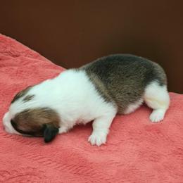 Riki - Red female Pembroke Welsh Corgi puppy in Charleroi, Pennsylvania from Twilight Hollow Corgis